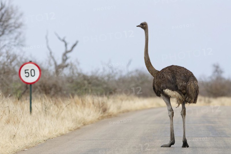 South African ostrich (Struthio camelus australis), adult female standing on the tarred road, next to a speed limit traffic sign, Kruger National Park, South Africa, Africa