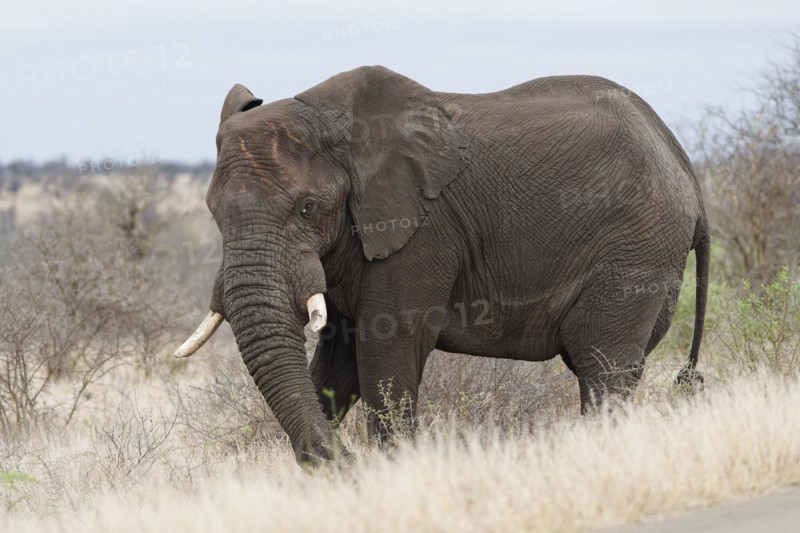 African bush elephant (Loxodonta africana), adult male standing next to the tarred road, feeding on bushes, Kruger National Park, South Africa, Africa