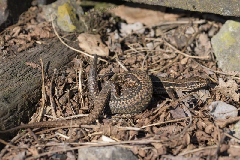 Common wall lizard (Podarcis muralis), pair, copulating, in an old railway track, Landschaftspark Duisburg Nord, Ruhr area, North Rhine-Westphalia, Germany, Europe
