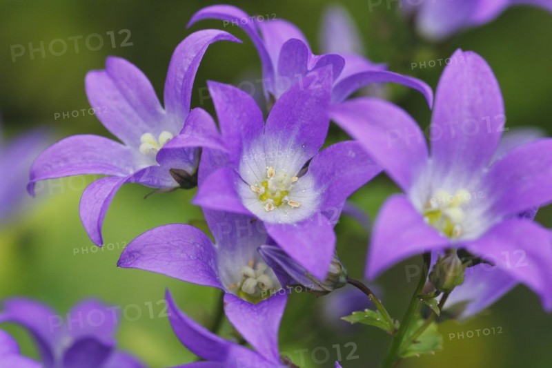 Bellflower (Campanula), North Rhine-Westphalia, Germany, Europe