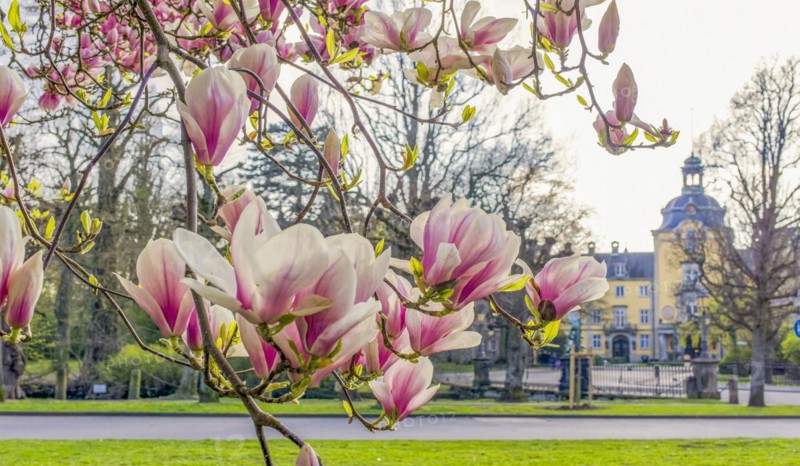 Magnolia Castle Bueckeburg Germany