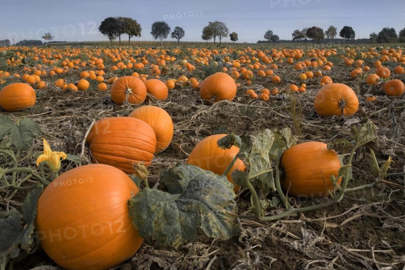 Pumpkin patch Hagenburg Steinhude Lower Saxony Germany