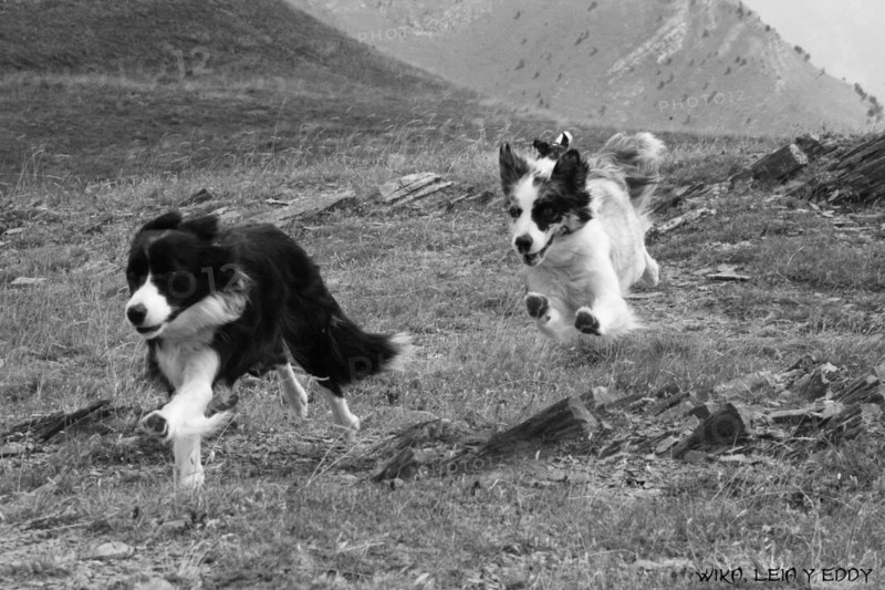 Two Border Collies running joyfully on a grassy field in a dynamic and playful scene, Amazing Dogs in the Nature