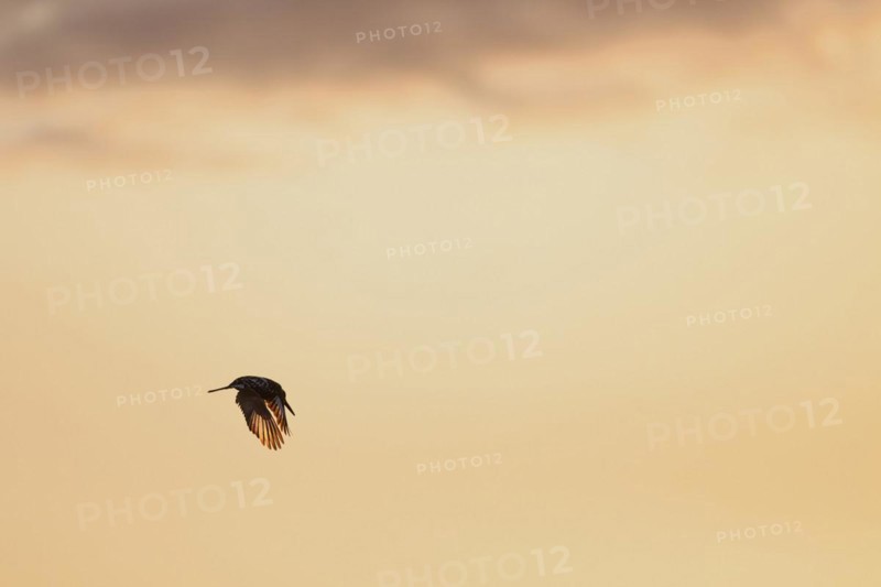 Pied kingfisher (Ceryle rudis), adult bird, in flight, in the morning light, Kruger National Park, South Africa, Africa