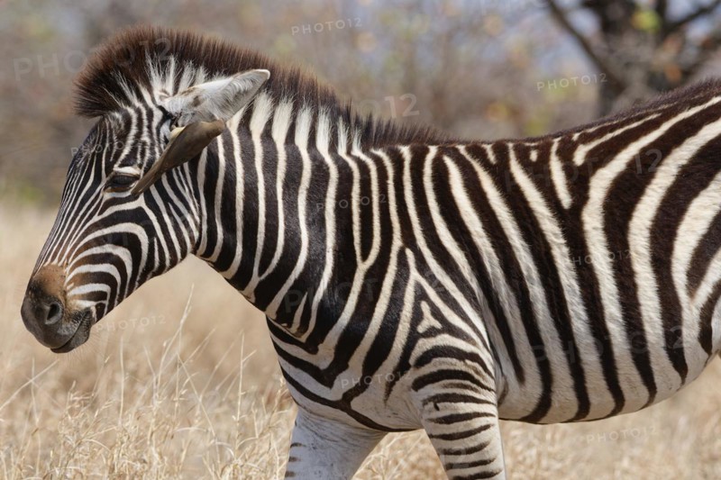 Burchell's zebra (Equus quagga burchellii), zebra foal standing in dry grass, with red-billed oxpecker (Buphagus erythrorynchus) hanging on its ear, feeding, Kruger National Park, South Africa, Africa