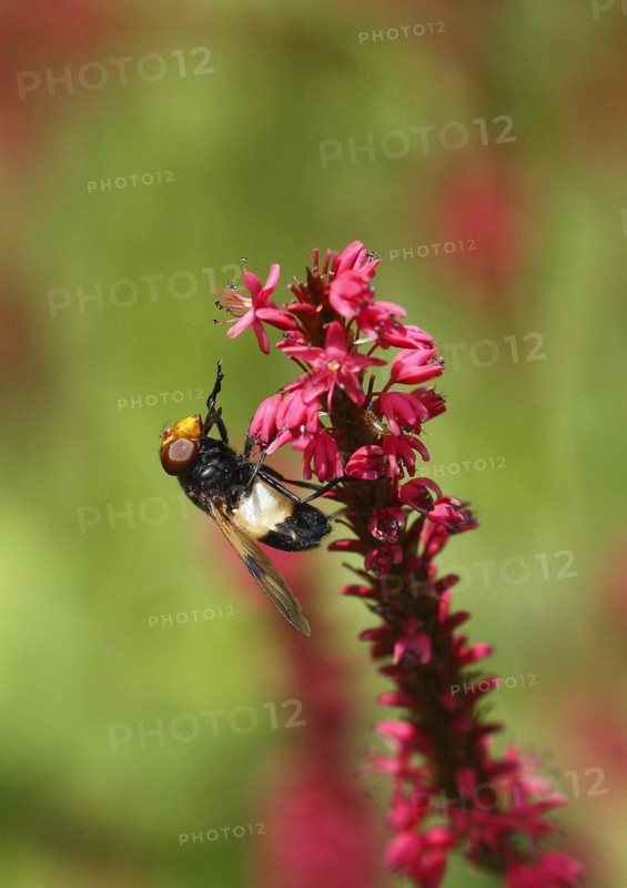 Pellucid fly (Volucella pellucens), on candle knotweed (Polygonum amplexicaule) North Rhine-Westphalia, Germany, Europe