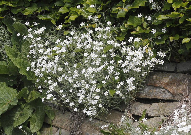 Field chickweed (Cerastium arvense), in flower, North Rhine-Westphalia, Germany, Europe