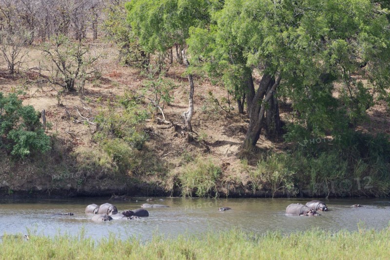Hippopotamuses (Hippopotamus amphibius), herd in water, bathing in the Olifants River, Kruger National Park, South Africa, Africa