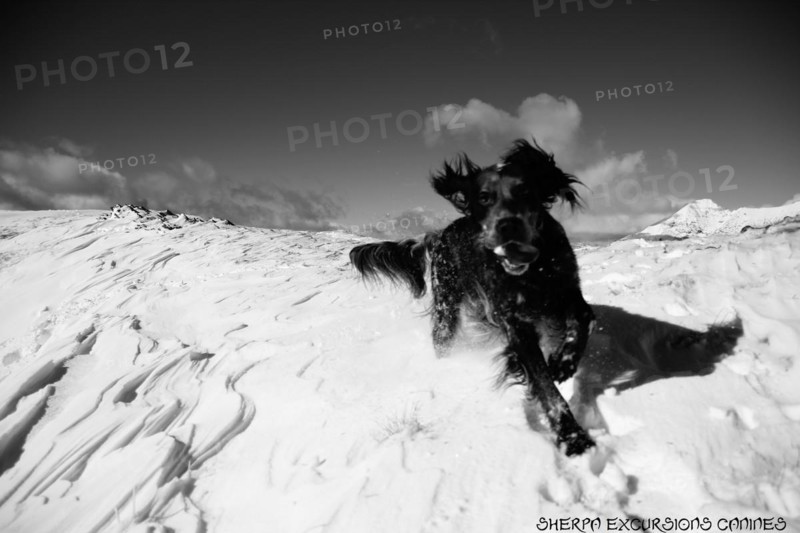 A dog joyfully running through snow with a backdrop of a clear sky, Amazing Dogs in the Nature