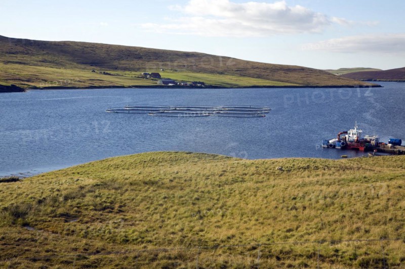 Fish farming cages, Aith Voe, Shetland Islands, Scotland, United Kingdom, Europe