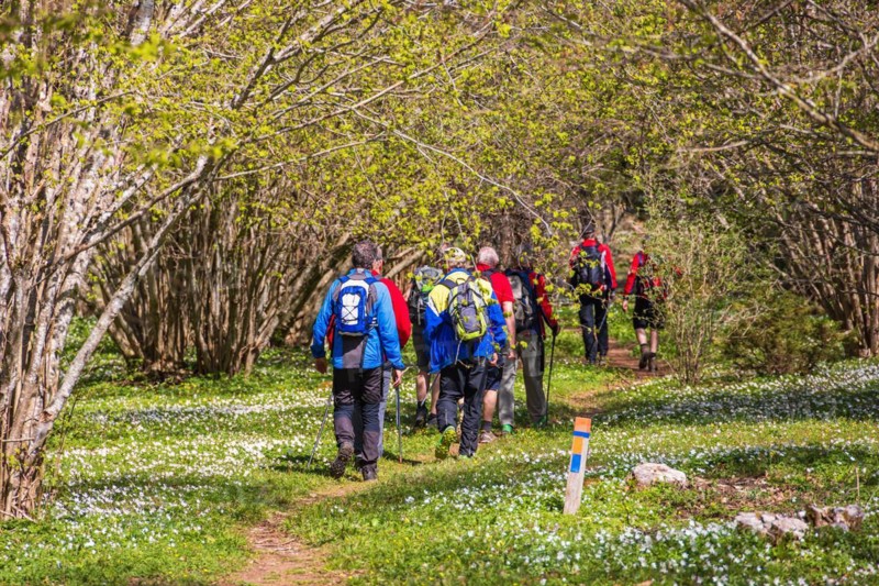Hikers on a path in a budding hazel (Corylus avellana) tree grove and blooming wood anemone (Anemone nemorosa) a sunny spring day