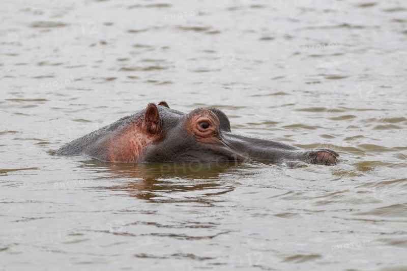 Hippopotamus (Hippopotamus amphibius), adult in water, head close-up, profile, Sunset Dam, Kruger National Park, South Africa, Africa