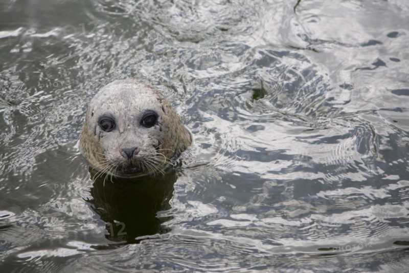 Grey Seal at Ecomare animal sanctuary, Texel, Netherlands