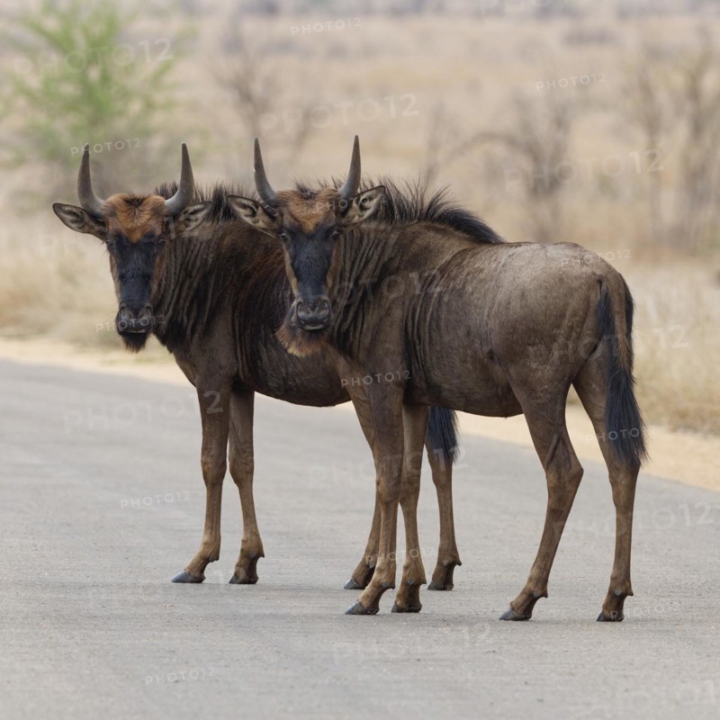 Blue wildebeests (Connochaetes taurinus), two young gnus standing in the middle of the tarred road, looking at camera, alert, Kruger National Park, South Africa, Africa
