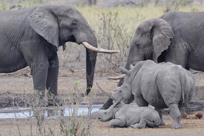 African bush elephants (Loxodonta africana), adult males drinking at waterhole, with Southern white rhinoceroses (Ceratotherium simum simum), adult female standing aside with young rhino lying down, waiting to drink, Kruger National Park, South Africa, Africa