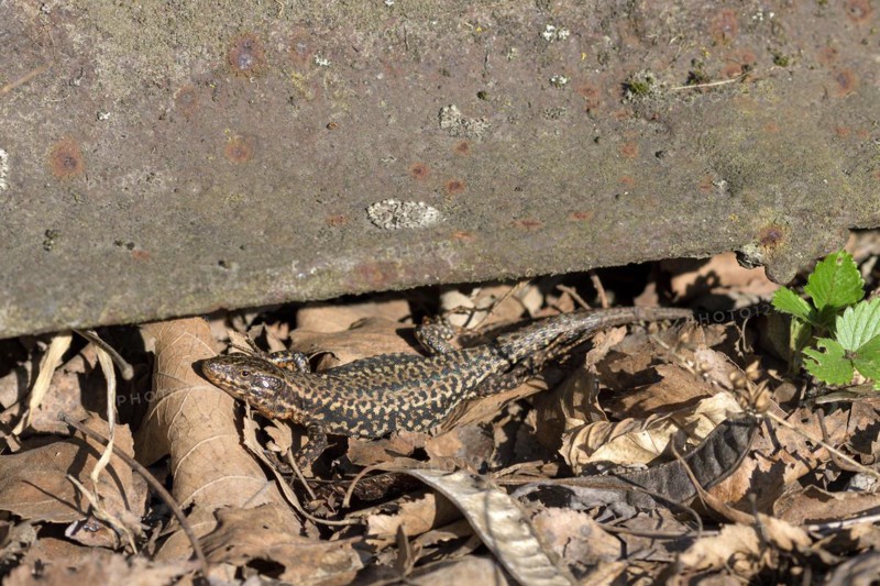 Common wall lizard (Podarcis muralis), adult male, sunbathing in an old railway track, Landschaftspark Duisburg Nord, Ruhr area, North Rhine-Westphalia, Germany, Europe