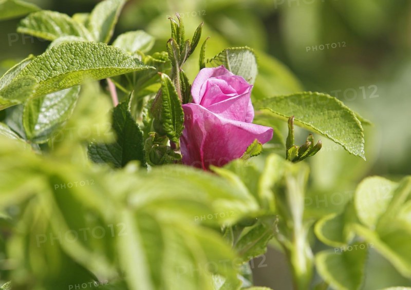 Rugosa rose (Rosa Rugosa), North Rhine-Westphalia, Germany, Europe