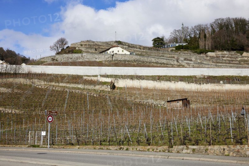 Slope with terraces for viticulture and residential buildings in the UNESCO World Heritage Site Lavaux Vineyard Terraces near Corsier-sur-Vevey, Riviera-Pays-d'Enhaut district, Vaud, Switzerland, Europe