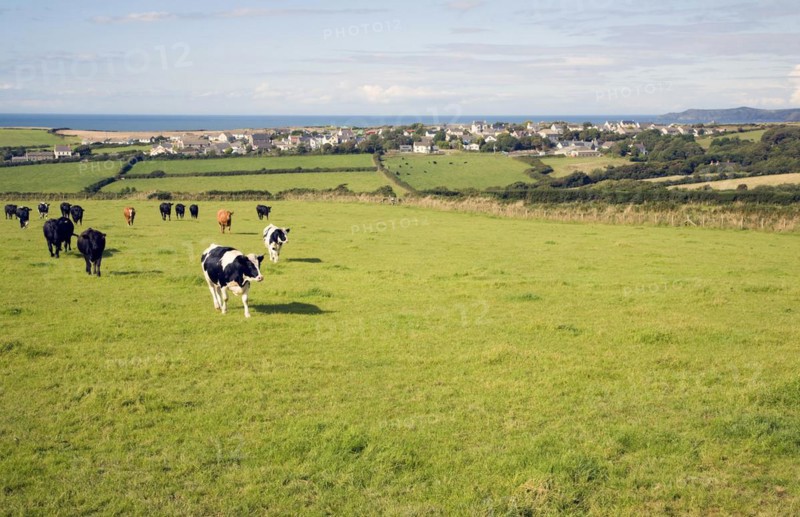 Cattle in field near village of Trefin, Pembrokeshire, Wales, United Kingdom, Europe