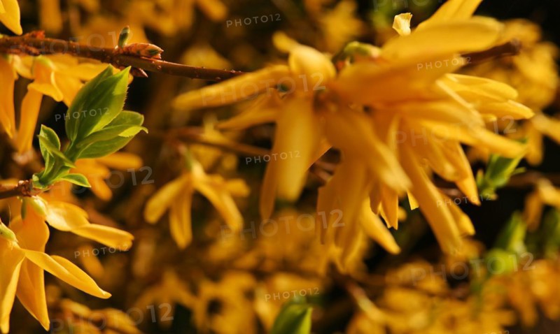 Iserlohn. Thanks to the climate change, early spring has come earlier than usual. The flowering plants in the front gardens are already showing their splendour. Thanks to climate change, early spring is coming earlier than usual this year