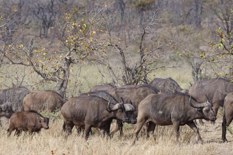 Cape buffaloes (Syncerus caffer caffer), herd with calf, walking in dry grass, Kruger National Park, South Africa, Africa