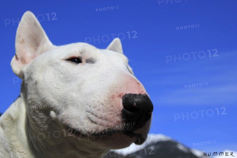 Close-up of a white dog against a bright blue sky with mountains in the backdrop, Amazing Dogs in the Nature