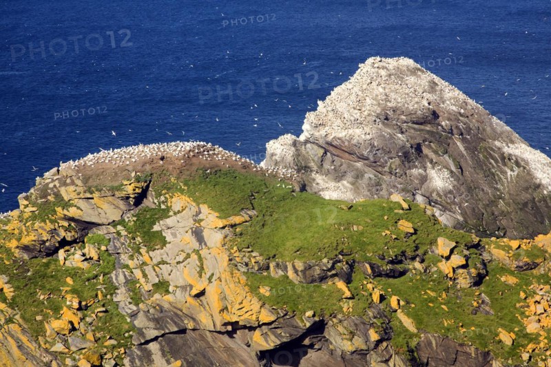 Northern Gannet bird colony, Morus bassanus, The Greing stacks, Hermaness, Unst, Shetland Islands, Scotland, United Kingdom, Europe
