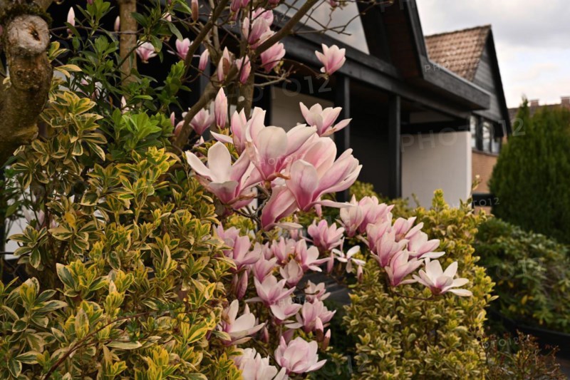 Iserlohn. Thanks to the climate change, early spring has come earlier than usual. The flowering plants in the front gardens are already showing their splendour. Thanks to climate change, early spring is coming earlier than usual this year