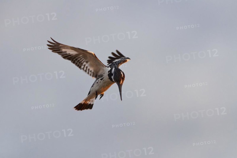 Pied kingfisher (Ceryle rudis), adult female, in hovering flight, fishing in the morning light, Kruger National Park, South Africa, Africa