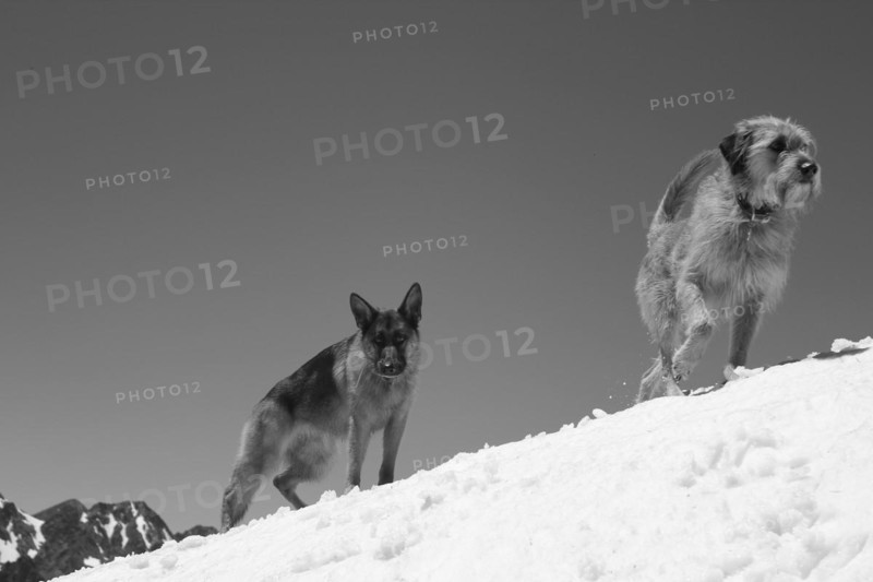 Two dogs on a snowy mountain slope, one in motion, embodying a sense of winter activity, Amazing Dogs in the Nature