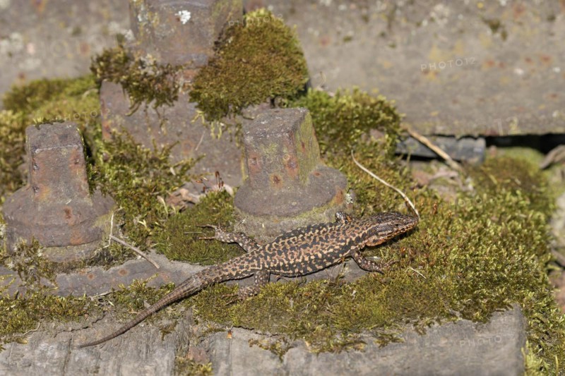 Common wall lizard (Podarcis muralis), adult male, sunbathing in an old railway track, Landschaftspark Duisburg Nord, Ruhr area, North Rhine-Westphalia, Germany, Europe