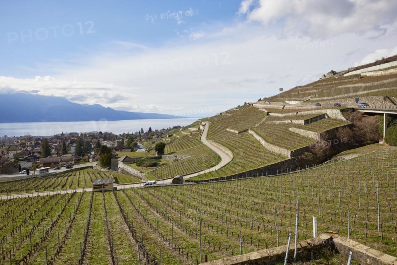 Vineyard terraces and roads in the UNESCO World Heritage Lavaux vineyard terraces with a view of Lake Geneva near Corsier-sur-Vevey, Riviera-Pays-d'Enhaut district, Vaud, Switzerland, Europe