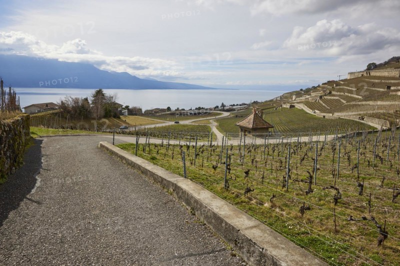UNESCO World Heritage vineyard terraces of Lavaux and paths through the vineyard with a view of Lake Geneva near Jongny, Riviera-Pays-d'Enhaut district, Vaud, Switzerland, Europe