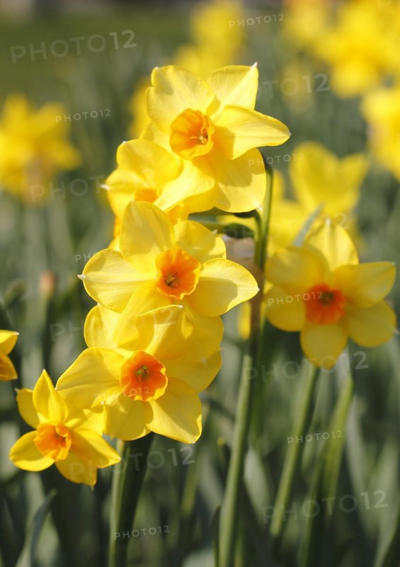 Yellow-orange daffodils (Narcissus), North Rhine-Westphalia, Germany, Europe