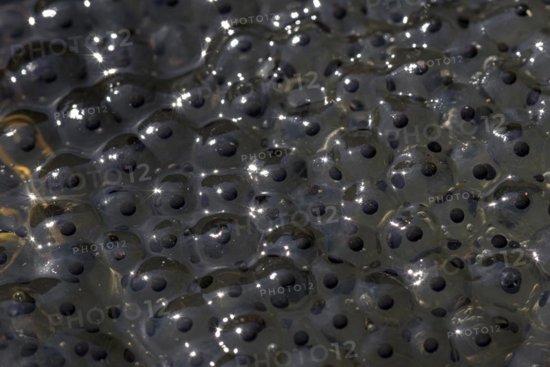 Common frog (Rana temporaria), spawning bales, frog spawn, Oberhausen, Ruhr area, North Rhine-Westphalia, Germany, Europe