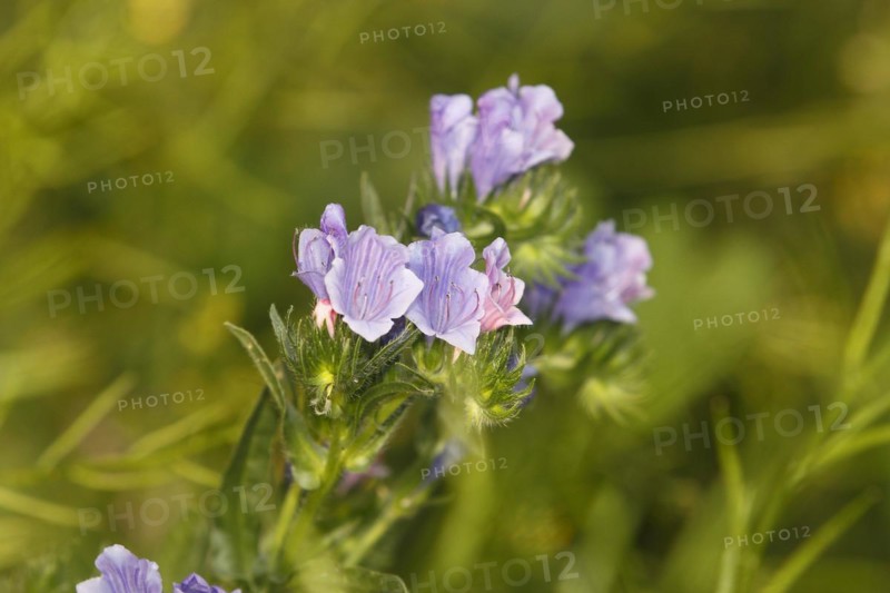 Common viper's bugloss (Echium vulgare), close-up of flowers from the front, North Rhine-Westphalia, Germany, Europe