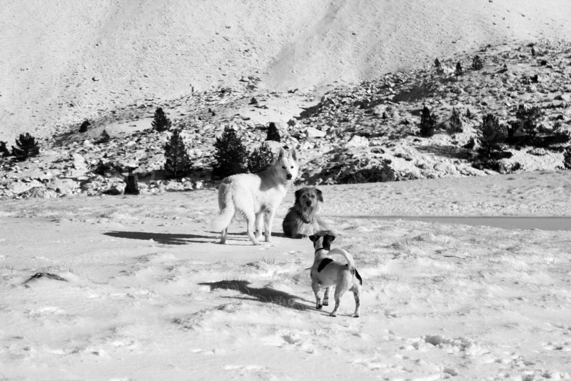 A black and white photo of three dogs in a snowy mountainous landscape, Amazing Dogs in the Nature