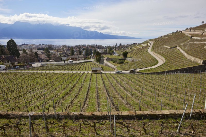 Vineyard terraces in the UNESCO World Heritage Lavaux vineyard terraces with views of Lake Geneva, roads and the town of Corsier-sur-Vevey, Riviera-Pays-d'Enhaut district, Vaud, Switzerland, Europe