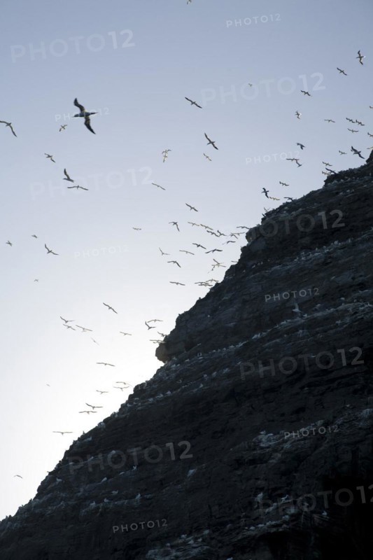 Noup of Noss gannet colony cliffs, Noss, Shetland Islands, Scotland, United Kingdom, Europe