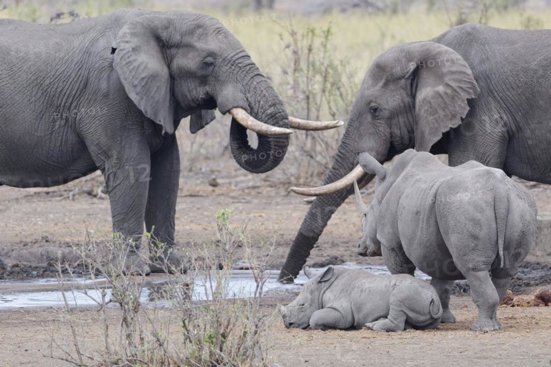 African bush elephants (Loxodonta africana), adult males drinking at waterhole, with Southern white rhinoceroses (Ceratotherium simum simum), adult female standing aside with young rhino lying down, waiting to drink, Kruger National Park, South Africa, Africa