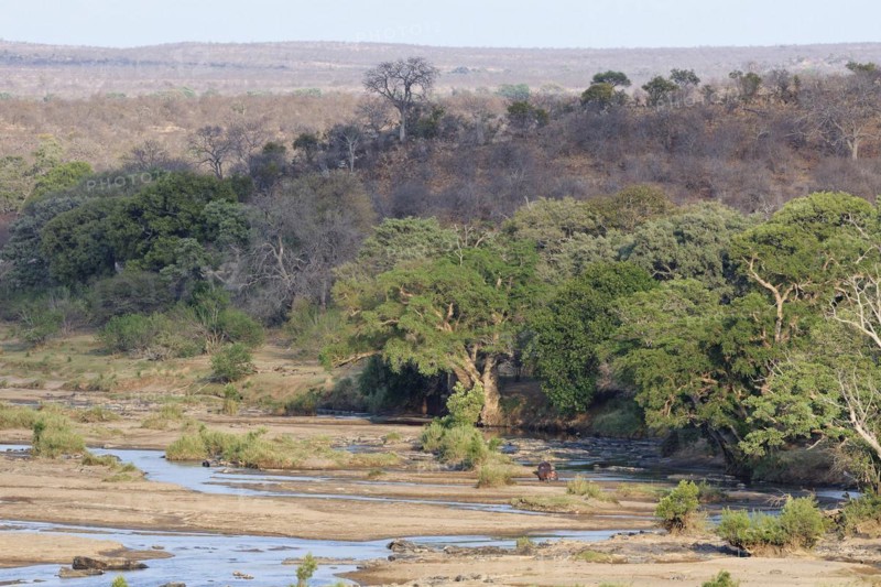 Landscape of the Olifants river bed in the dry season, with two standing adult hippopotamuses (Hippopotamus amphibius), morning light, Kruger National Park, South Africa, Africa