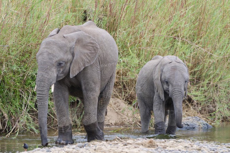 African bush elephants (Loxodonta africana), two elephant calves walking in the Olifants River, Kruger National Park, South Africa, Africa