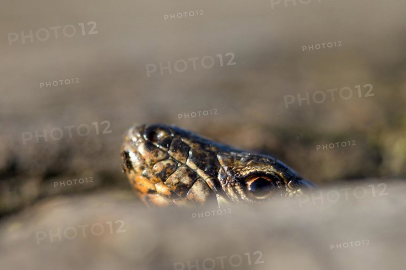 Common wall lizard (Podarcis muralis), adult male, looking out of its hiding place, in an old railway track, portrait, Landschaftspark Duisburg Nord, Ruhr area, North Rhine-Westphalia, Germany, Europe