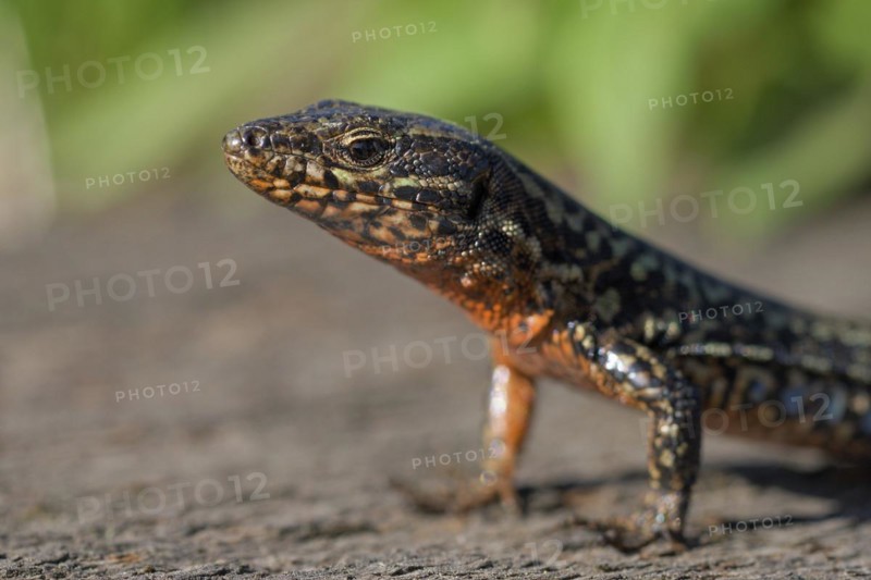Common wall lizard (Podarcis muralis), adult male, in mating dress, sitting on a rail, in an old railway track, portrait, Landschaftspark Duisburg Nord, Ruhr area, North Rhine-Westphalia, Germany, Europe