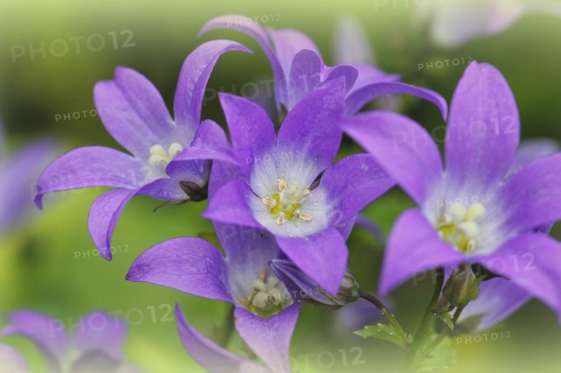 Bellflower (Campanula), North Rhine-Westphalia, Germany, Europe