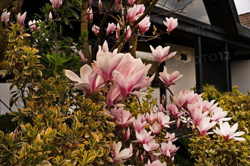 Iserlohn. Thanks to the climate change, early spring has come earlier than usual. The flowering plants in the front gardens are already showing their splendour. Thanks to climate change, early spring is coming earlier than usual this year