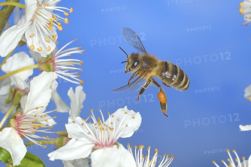 European honey bee (Apis mellifera) bee in flight at the blossom of the heckendorn, blackthorn (Prunus spinosa), wild fruit tree, large-fruited blackthorn, high-speed aerial photograph, spring, wildlife, insects, Siegerland, North Rhine-Westphalia, Germany, Europe