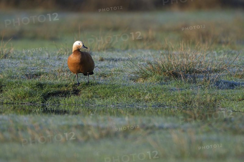 Ruddy shelduck (Tadorna ferruginea), male, in a meadow, Dingdener Heide nature reserve, North Rhine-Westphalia, Germany, Europe