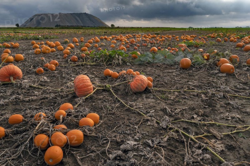 Pumpkin patch Hagenburg Lower Saxony Germany
