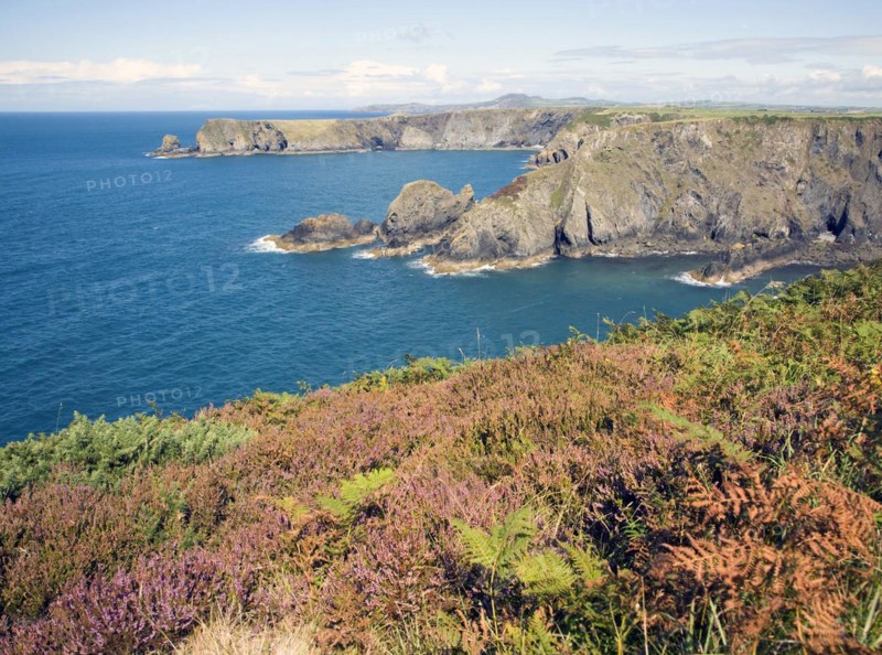 Coastal scenery near Trefin, Pembrokeshire Coast national park, Wales, United Kingdom, Europe